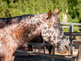 Spotted horse relaxing outside in countryside environment 