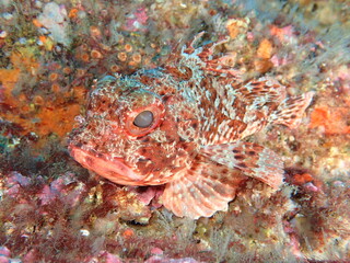 cabracho, buceando en el cantábrico.