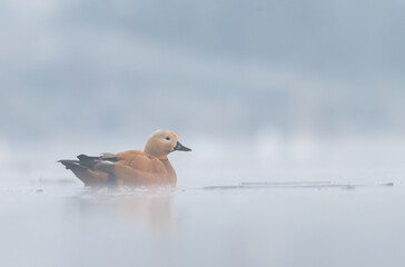 Ruddy Shelduck (Tadorna ferruginea) on the cold lake with steam