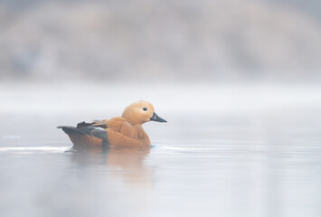 Ruddy Shelduck (Tadorna ferruginea) on the cold lake with steam