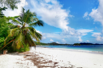 tropical paradise on exotic island, white sand beach with palm trees relaxation 
