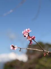 cherry blossom in the sky