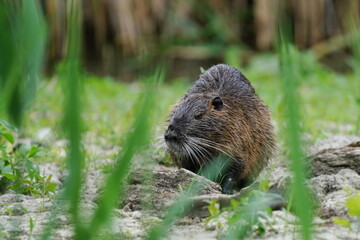 A adult nutria sits in the grass near a pond a looks for food. Myocastor coypus
