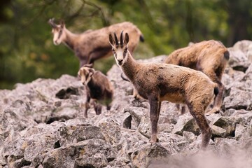 A herd of chamois stand on a stone hill. Rupicapra rupicapra. A herd of chamois in iots nature habitat. 