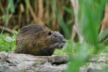 A adult nutria sits in the grass near a pond a looks for food. Myocastor coypus
