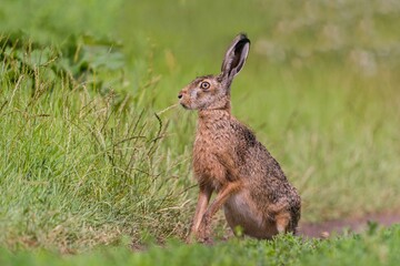 A cute european hare sits on a dirt road. Lepus europaeus. Closeup portrait of a european hare. 