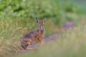 A cute european hare sits on a dirt road. Lepus europaeus. Closeup portrait of a european hare. 
