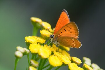 Butterfly scarce copper sitting on the yellow flower. (Lycaena virgaureae)