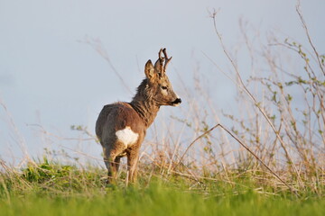 A roebuck stands on the horizon. Capreolus capreolus. Wildlife scene with a roe deer. 