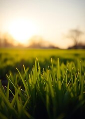 Fototapeta premium A sunny spring easter morning sunrise background with a fresh green grass foreground bokeh green bokeh green abstract background light bright blur pattern