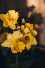 Beautiful, festive background.  Daffodils, blooming yellow narcissus  standing in a transparent vase on a wooden background. The picture is flooded with sunset sunlight.