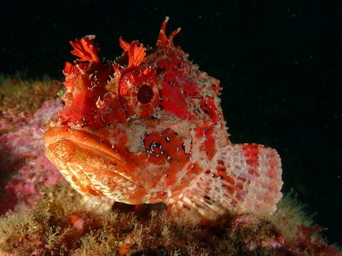 cabracho, Buceando en el cantabrico