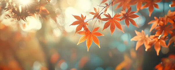 Autumn colors of Tokyo, Japan, color of maple leaves in sunlight. A natural autumn forest landscape
