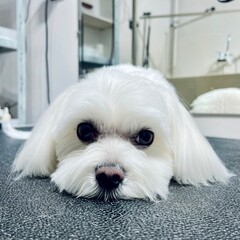 close up Maltese dog with white fur after bathing and haircut in grooming salon lies on black...
