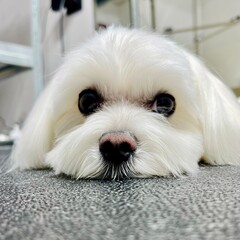 close up Maltese dog with white fur after bathing and haircut in grooming salon lies on black table. cute pet with short haircut. dog's look and nose