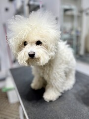 A dog with white fur of the Bichon Frise breed before bathing in a grooming salon stands on a black table. Front view. Dirty dog