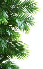 Lush Green Coconut Palm Leaves Creating a Serene Peaceful Border on Transparent Background
