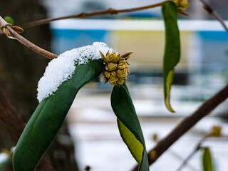 Viburnum lantana buds in February. There are green leaves in the snow on the branches.