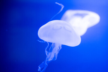 A glowing white jellyfish in vibrant blue water