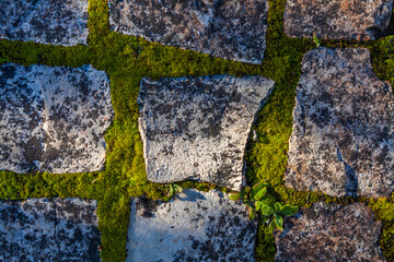 A close-up shot of weathered stone pavement tiles, with vibrant green moss growing thickly in the...