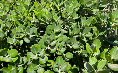 Obraz premium Metrosideros excelsa, pohutukawa or New Zealand Christmas tree or iron tree plant close up.Selective focus.