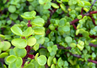 Portulacaria afra or Spekboom, Elephant Bush, Porkbush is a small-leaved succulent plant native from South Africa.Green nature background for design.Selective focus.
