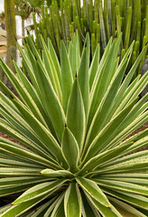 Fototapeta premium Agave angustifolia or Caribbean agave, Marginata tropical succulent plant in the street of Tenerife,Canary Islands,Spain.