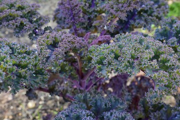 Purple kale cabbage in the kitchen garden. Vegetable gardening.