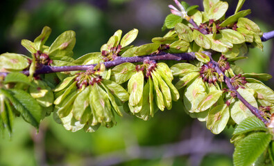 Elm (Ulmus) twig with leaves and flowers