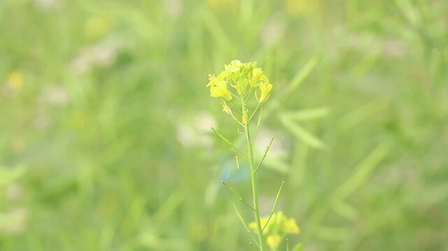 The mustard plant flower, genera Brassica, Rhamphospermum, and Sinapis in the family Brassicaceae