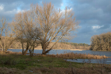 A tree on the river bank	