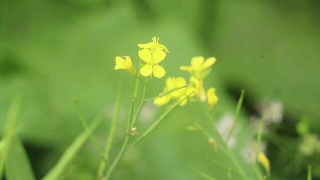The mustard plant flower and mustard, genera Brassica, Rhamphospermum and Sinapis in the family Brassicaceae