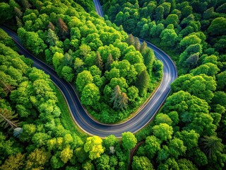 Winding Forest Road - Minimalist Vertical Landscape