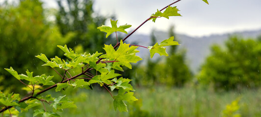 summer landscape with green leaves on a maple branch with a view of the mountains in cloudy weather