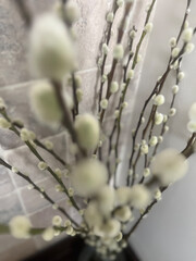 buds of a willow © CLJ