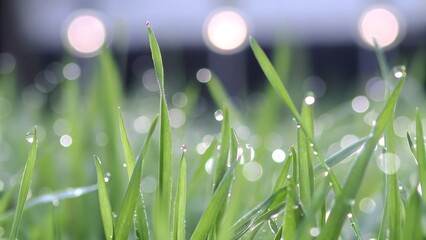Close up of fresh green grass with dew a blurre