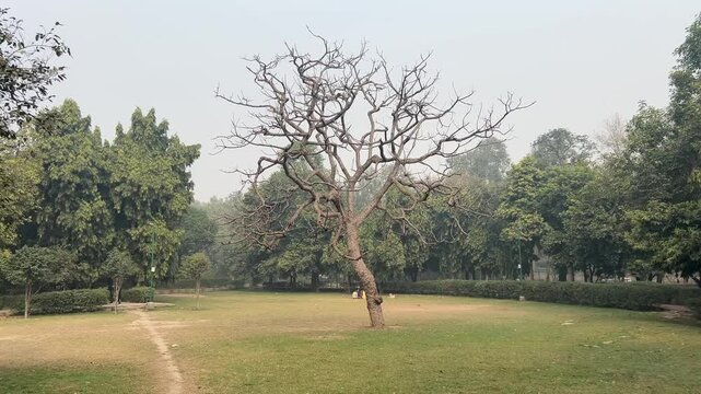 Lonely dried leafless tree and green vegetation in 
Picnic Hut parkin Ashok Vihar, Delhi