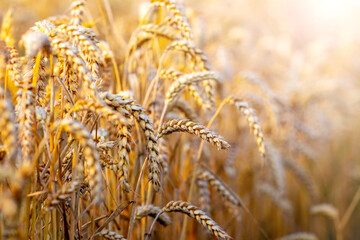 Wheat field with ripe large ears of wheat on a sunny day