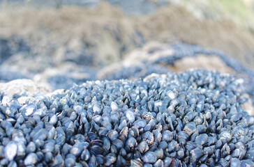colonie de moules sur les rochers de bretagne