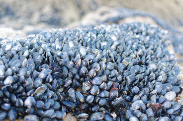 colonie de moule sur les rochers de bretagne