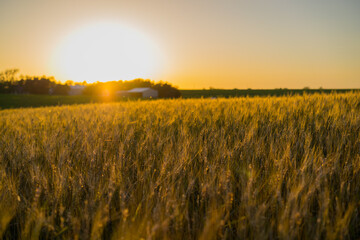 Wheat fields in rural Nebraska