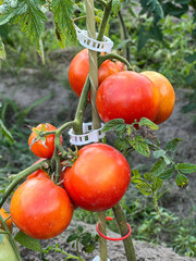 Juicy red tomatoes in the garden. Close-up of juicy, round, bright bunches of tomatoes. Seasonal content.