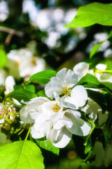Spring flower natural background with white blooming flowers of garden apple tree, sunny spring background with blooming apple flowers lit by sunlight, soft focus applied
