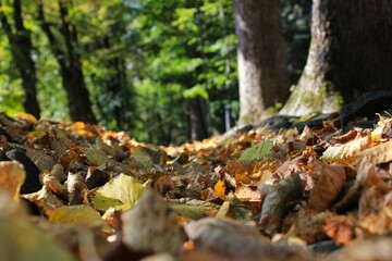 autumn leaves in the forest