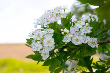 hawthorn blossom, hawthorn bush with white flowers in the field