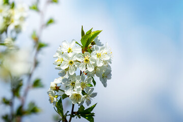 Cherry tree branch with white flowers in garden on blue sky background