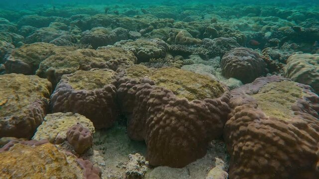 All tops of hard corals covered with bite marks inflicted by feeding Parrotfish on the flat-top on coral reef. Inner reef on shallow water with multiple traces of teeth of coral-eating fishes.