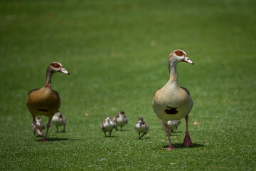 Family of Egyptian geese running on grass