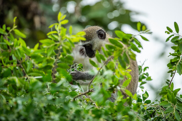 A vervet monkey eating shoots