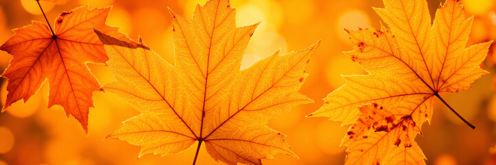 Obraz premium Golden maple leaves glowing in autumn sunlight 